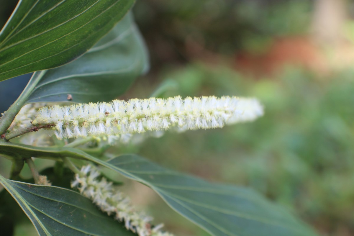 Acacia mangium Willd.